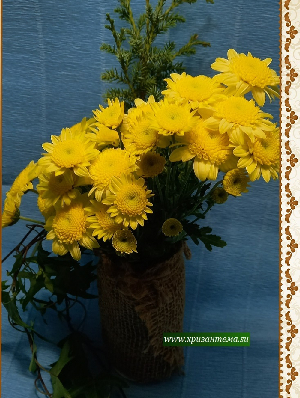 Хризантема кустовая Puma lemon 🌼 к.73