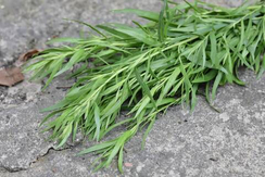 Нухрат семена эстрагона (тархун) (Гавриш)