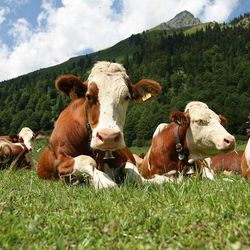 Животноводство