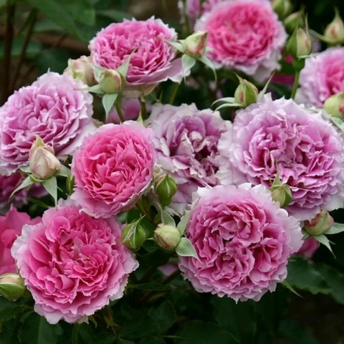 Роза на Штамбе Шехерезада