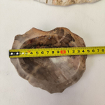 Набор из окаменелого дерева 4 предм Fossil Set NF-63299 поднос 149