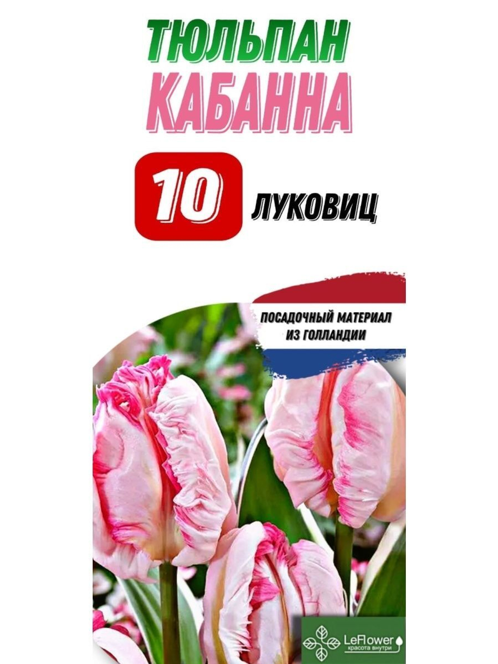 Тюльпан Луковица, Кабана, 10шт