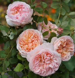 Эвелин (Evelyn)