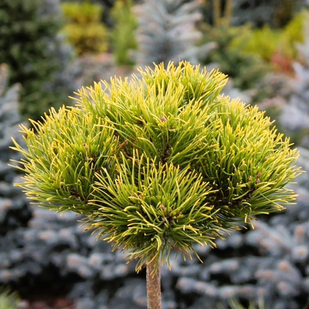 Сосна горная Карстенс Винтерголд на штамбе