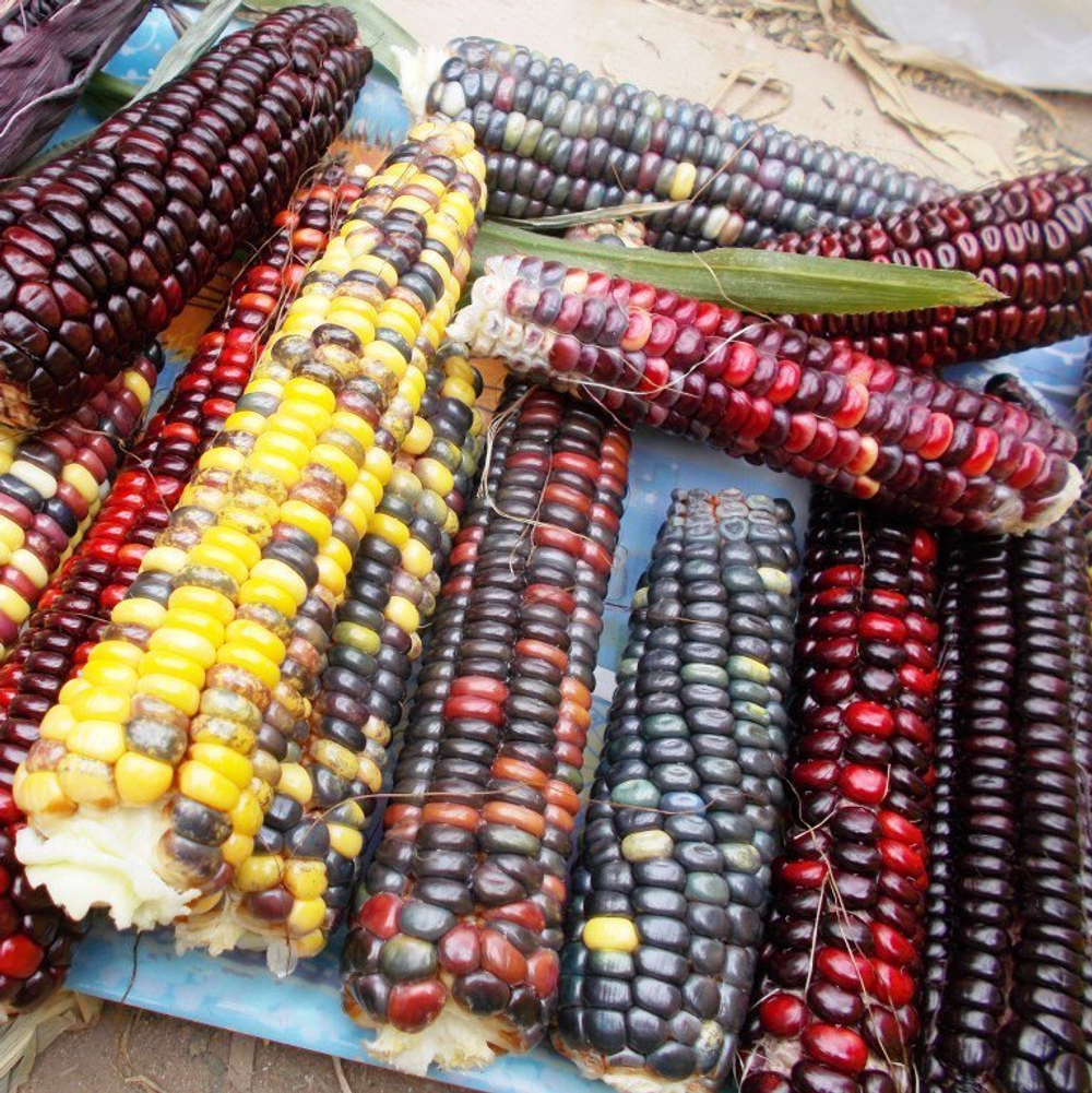 Цветная Кукуруза Ацтеков, Multicolor Aztec Corn