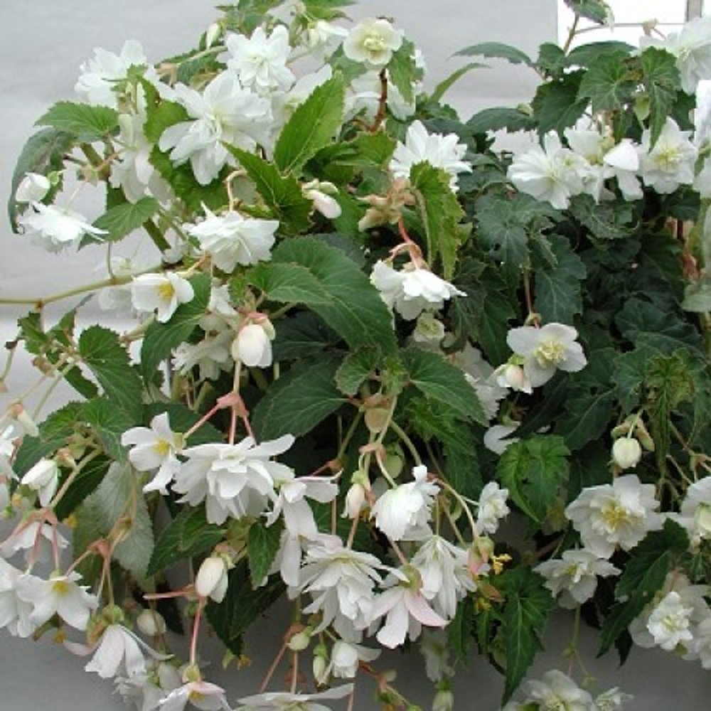 Бегония клубневая F1 Шансон белая 20шт.