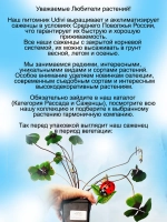 Оксалис Айрон Кросс вариегатный Дневная бабочка