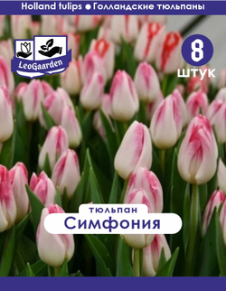 Тюльпан Луковица, Симфония, 8 шт