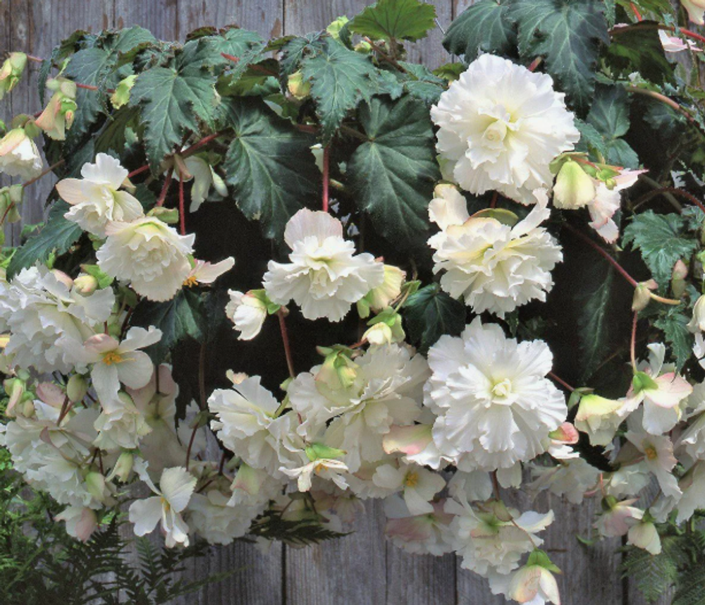 Бегония клубневая Каскад пендула Вайт март-апрель 26