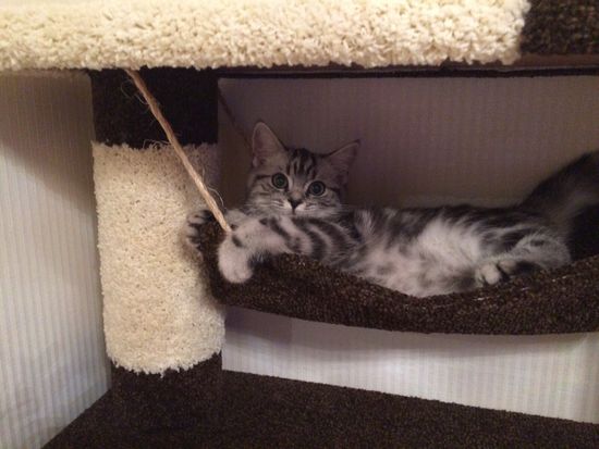 Дом для кошки И-87