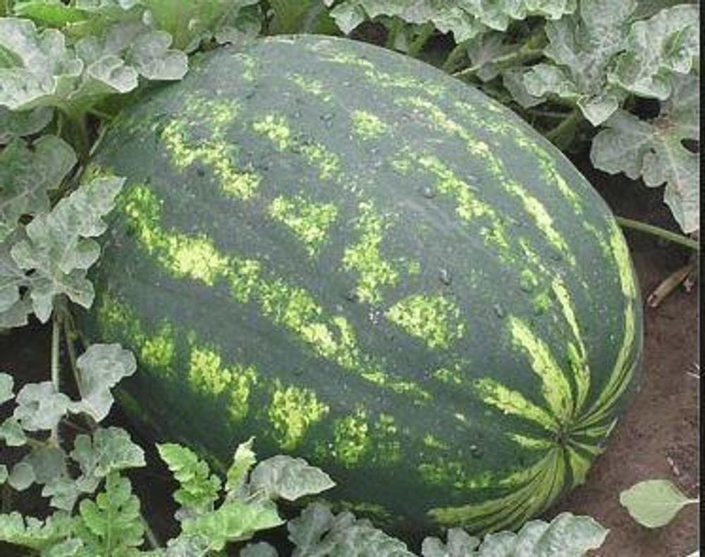 Волгоградец КРС 90 семена арбуза (ПОИСК)