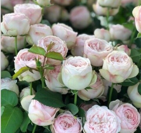 Роза спрей Мэнсфилд Парк