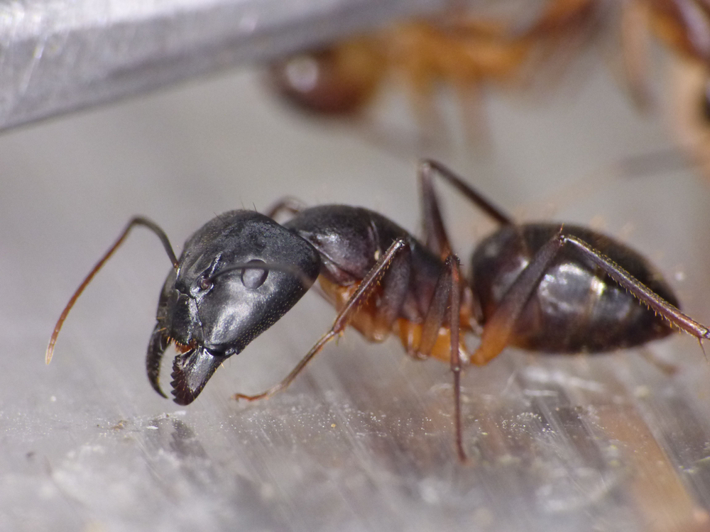 Муравьи Camponotus fellah (Кампонотус феллах)