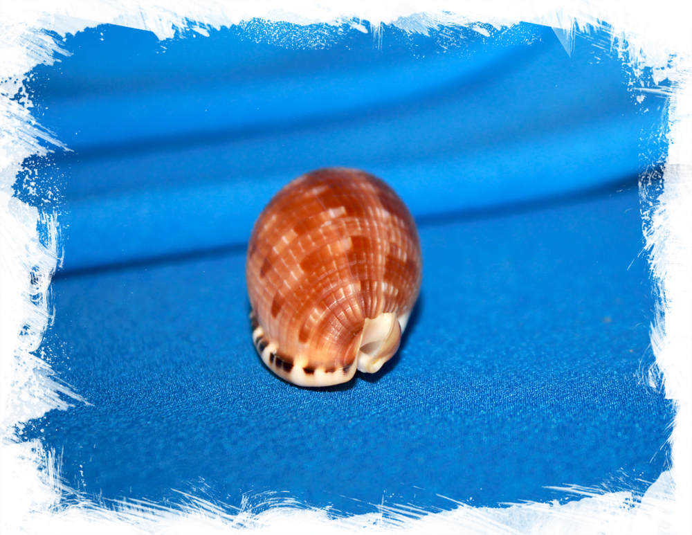 Ципрекассис тестикулус (Cypraecassis testiculus) 1шт. 3-4см.