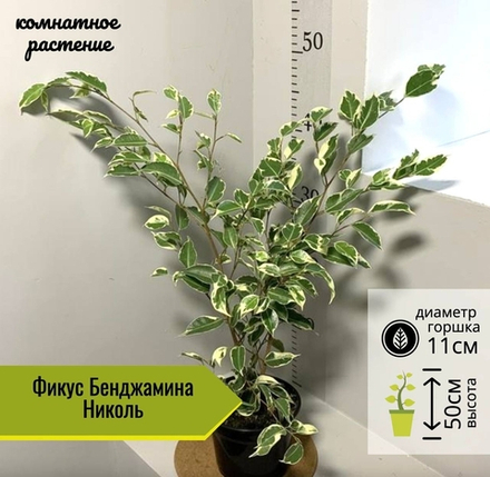 Фикус Бенджамина Николь, D11см H50см, 1шт, Россия