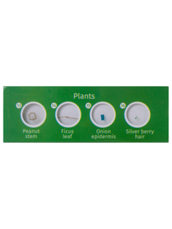 Набор микропрепаратов Levenhuk LabZZ P12, растения