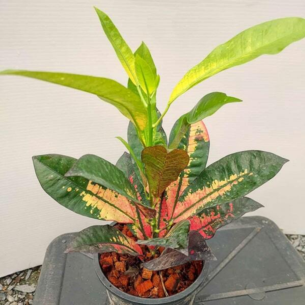 Кротон APPLE LEAF