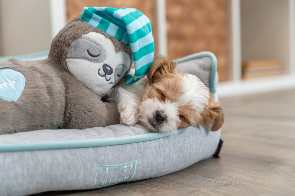 Игрушка для щенков "Ленивец", имитация сердцебиения, 34 см, плюш, Trixie