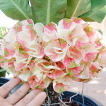 Эуфорбия Миля PLEON PIROM