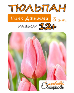 Тюльпан Луковица, Пинк Джимми, 3 шт, разбор 12+
