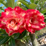 Адениум обесум 372