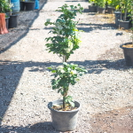 Муррайя метельчатая Пуанг Дуангджай – Murraya Paniculata Puang DJ