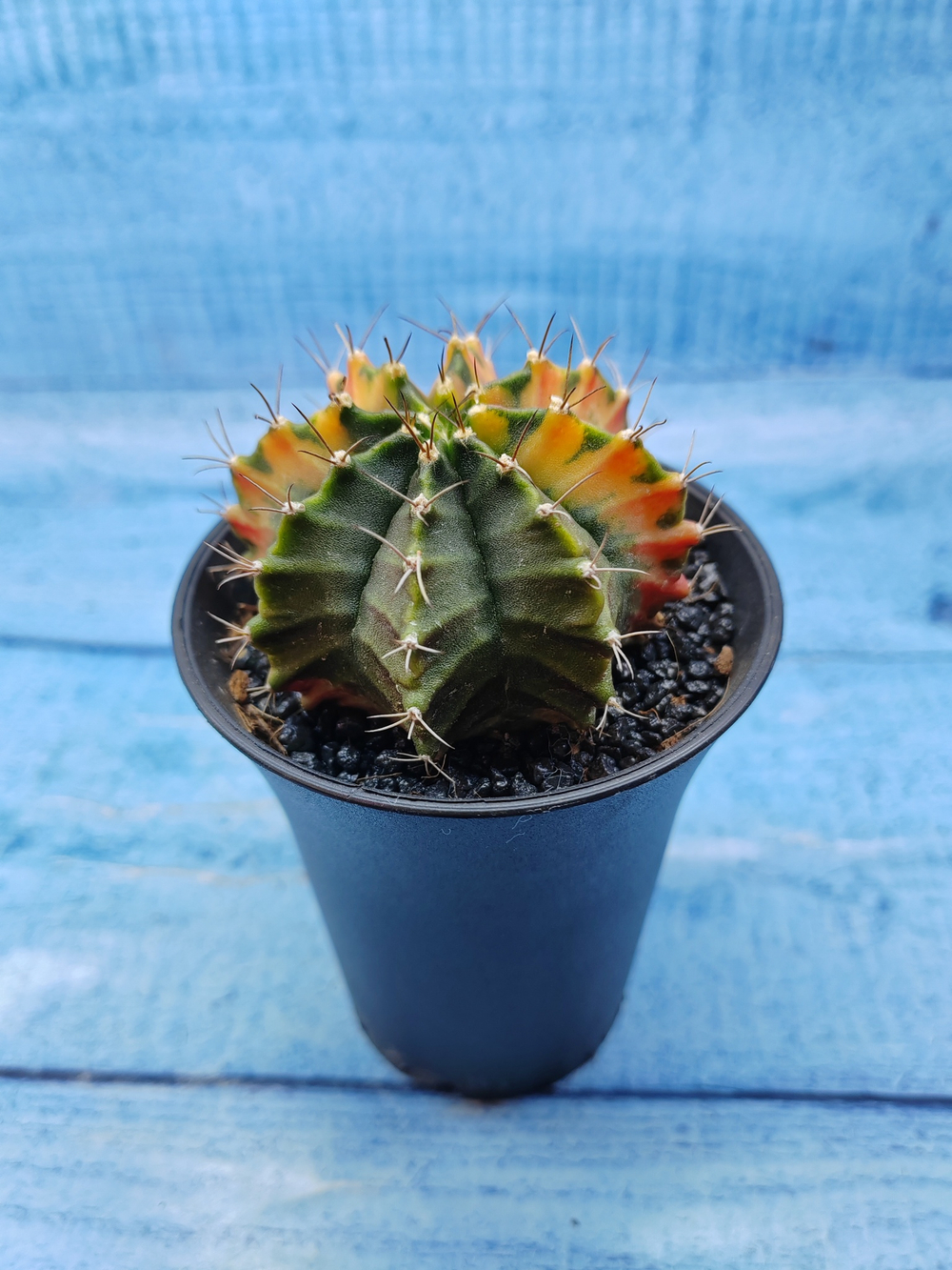 Gymnocalycium Variegata (Гимнокалициум Вариегатный)