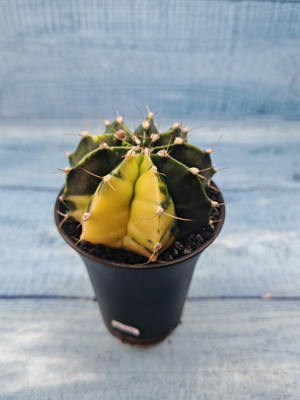 Gymnocalycium Variegata (Гимнокалициум Вариегатный)