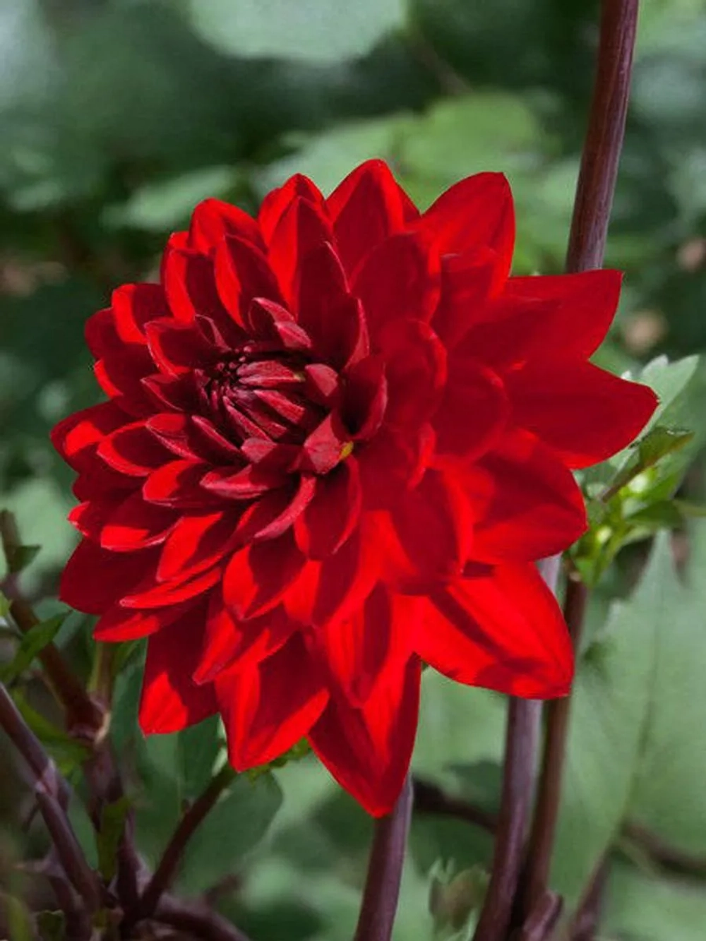 Георгин декоративный Ред Сан