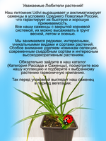 Крокус осеннецветущий сиреневый
