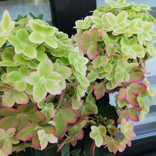 Гортензия метельчатая Металлика С7,5 Закупка М59 июнь 2026