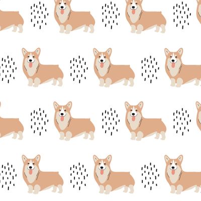 Собаки. Корги на белом фоне