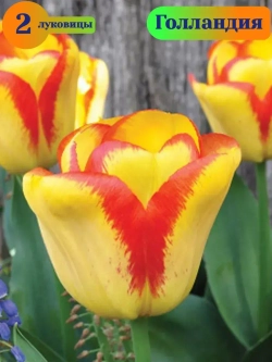 Тюльпаны луковицы многоцветковые Аутбрек на посадку