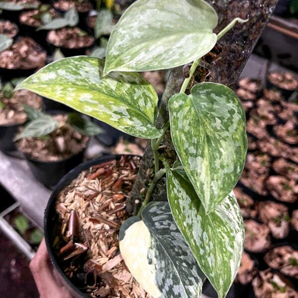 Сциндапсус EXOTICA NO ID TRICOLOR