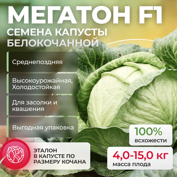 МЕГАТОН F1 семена капусты белокочанной (Bejo | Alexagro) культура