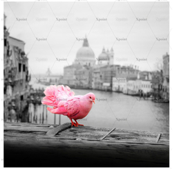 Микровелюр Xpoint (Икспоинт) 0028.01 Розовый голубь