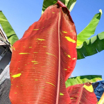 Банан вариегатный DAENG INDO/SIAM RUBY