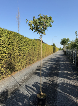 Клен остролистный Глобозум штамб Закупка М66 апрель 2026