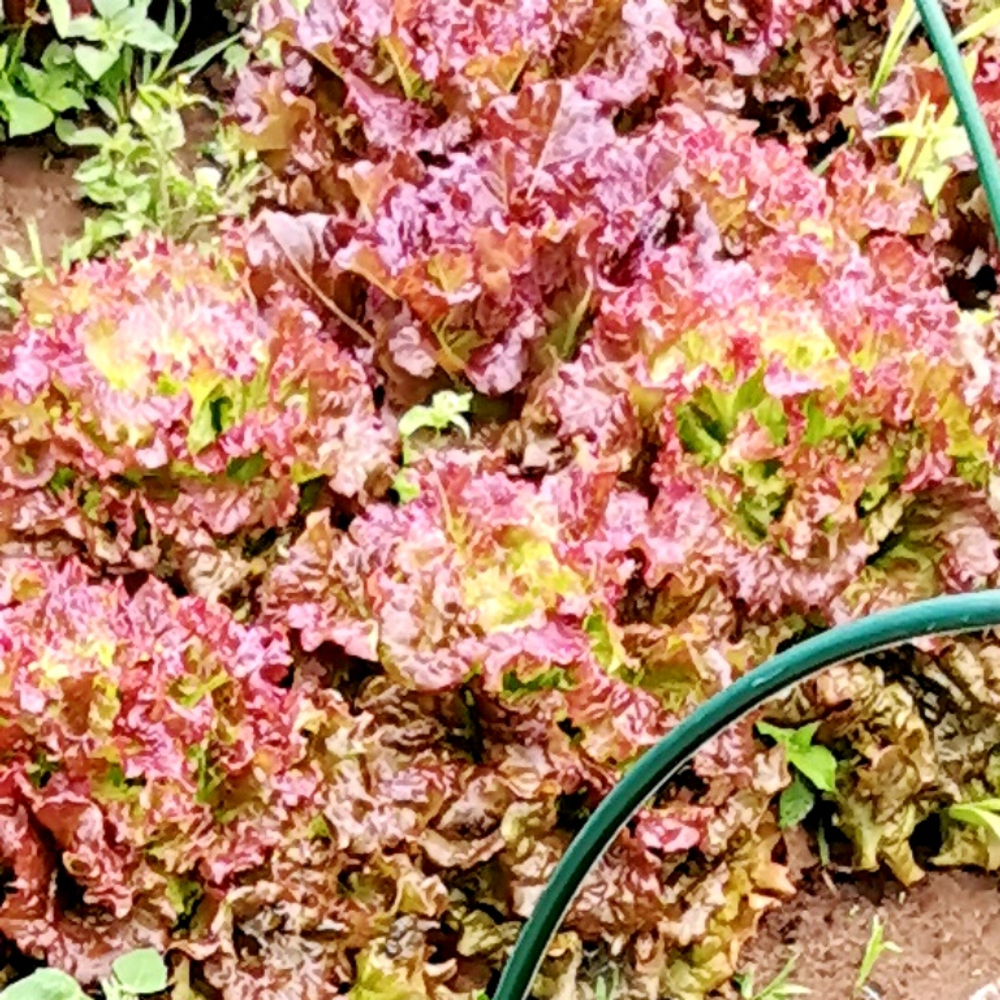 Салат Жар Птица