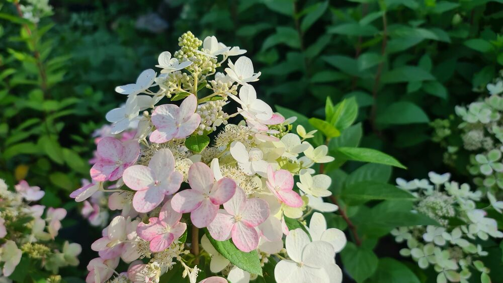 Меджикал Файер «Magical Fire» С5