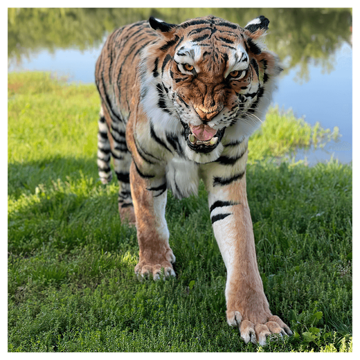 Реплика «Амурский тигр»