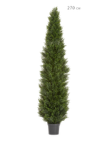 Туя Брабант пушистая уличная