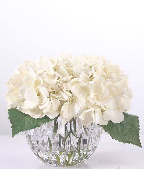 Гортензии цвета шампань, Cote Noire