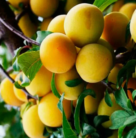 Алыча Злато Скифов ЗКС контейнер 7,5л, 3х летний саженец май 26