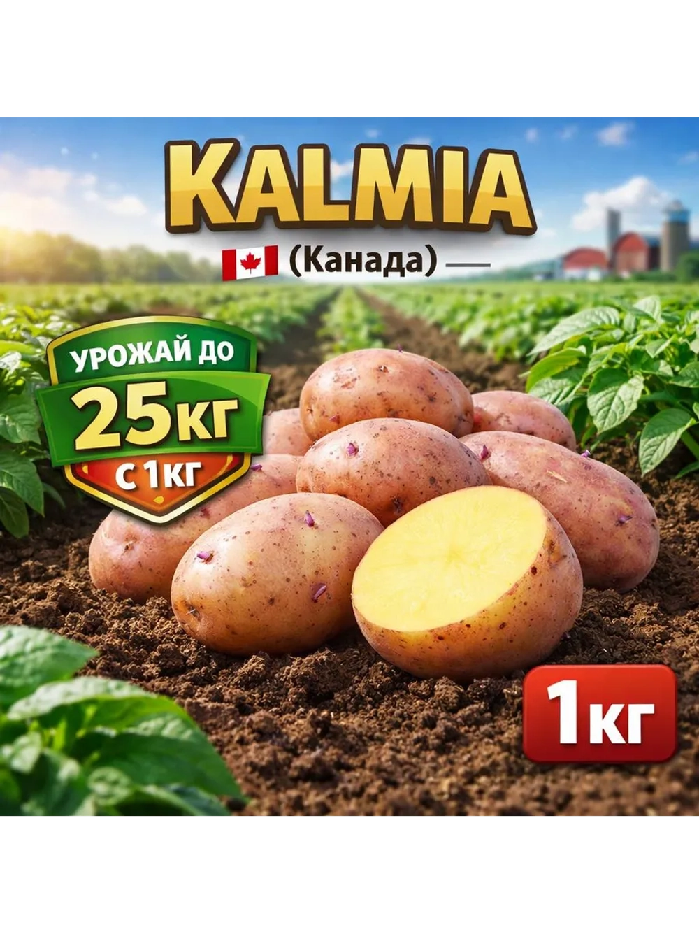 Картофель семенной Кальмия (Kalmia) Канада