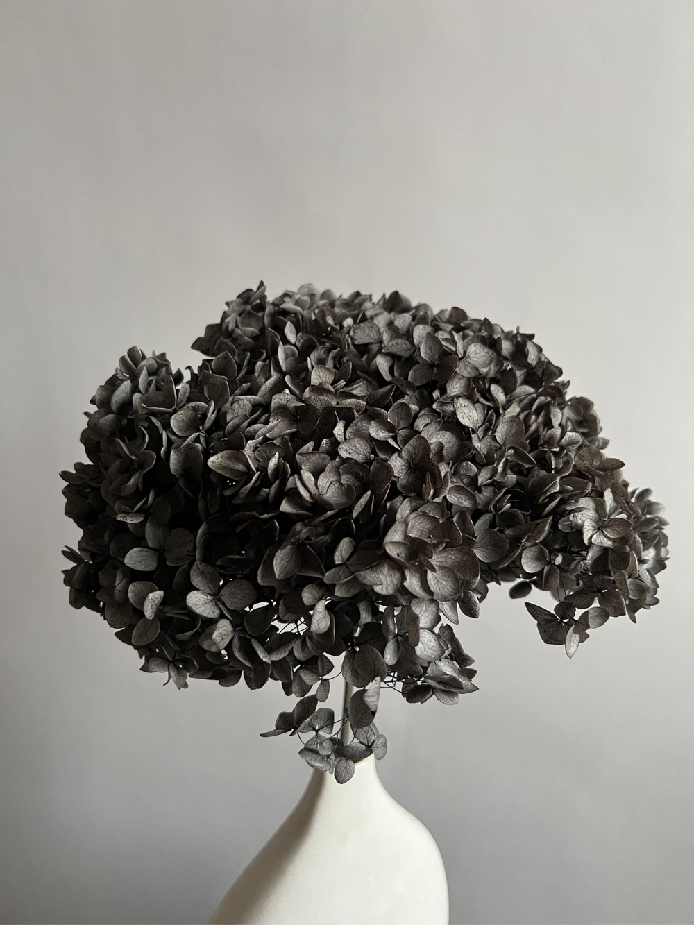 Гортензия стабилизированная черная