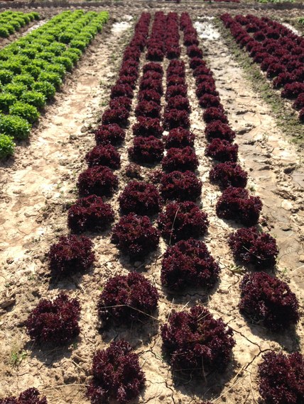 Кармези семена салата лолло росса (Rijk Zwaan / Райк Цваан) в поле – фото 6