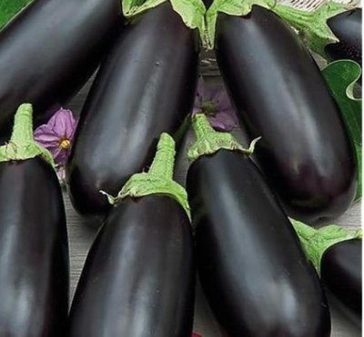 Диамант семена баклажана (ПОИСК)