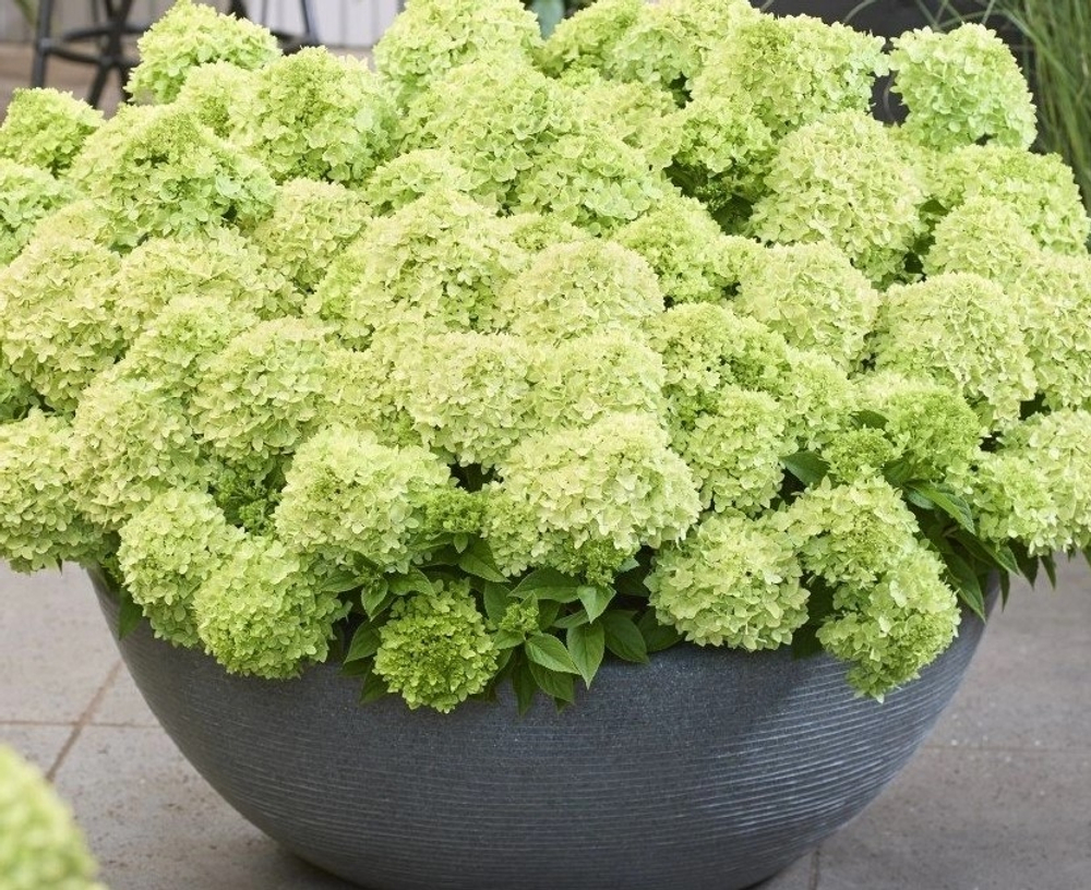 «Граундбрейкер Грин» (Groundbreaker Greeny)   Гортензия метельчатая,  Р9