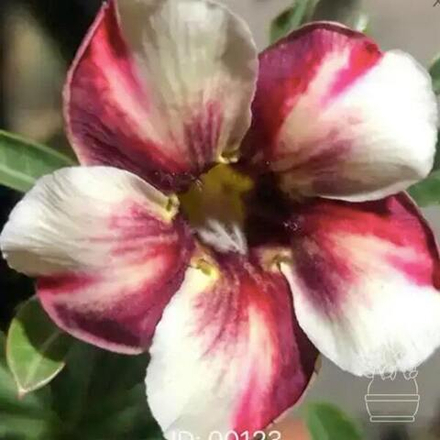 Адениум обесум 123 Pinky Cloud